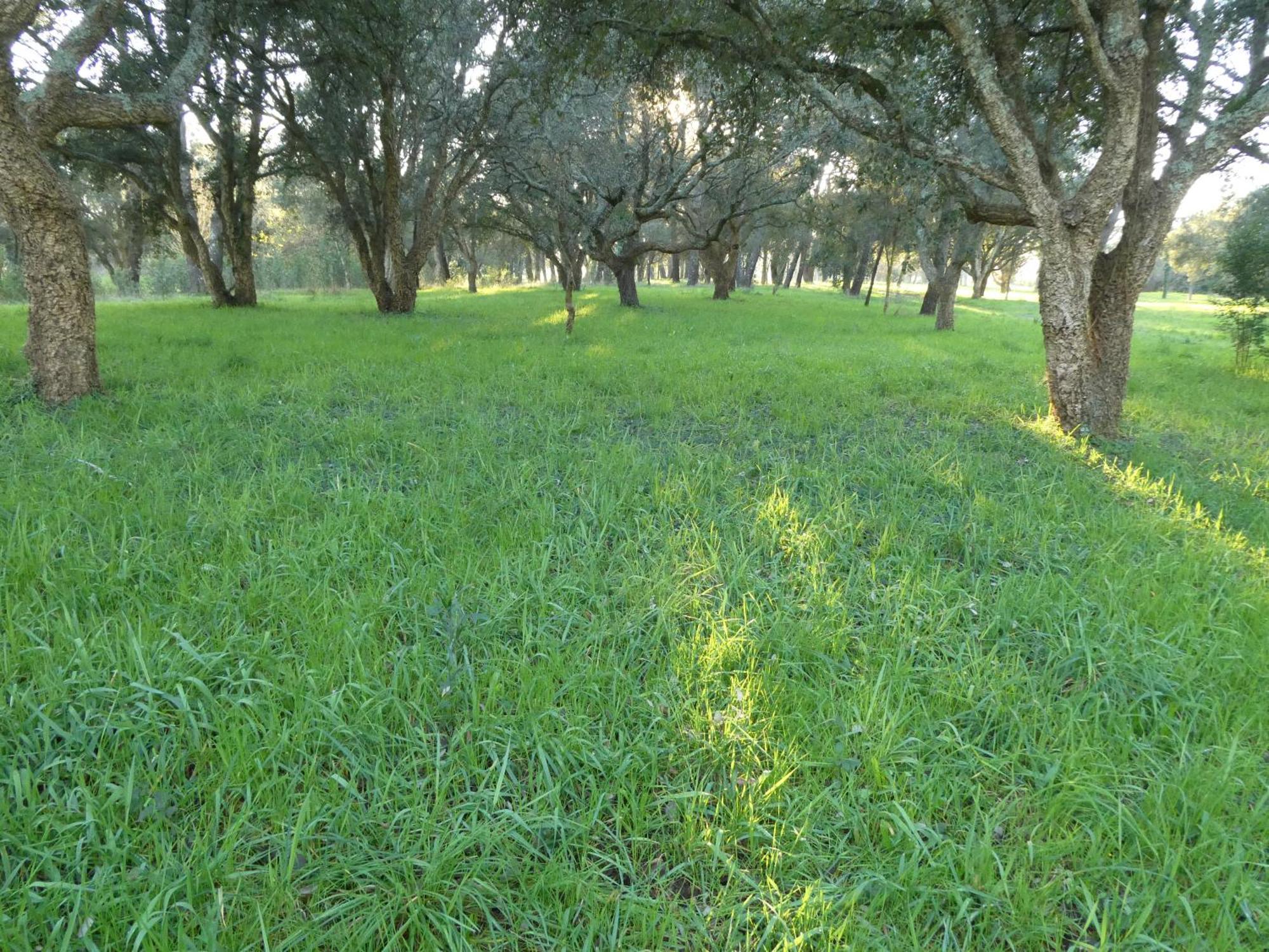 Casita A Estrenar En Finca Con Rio Proxima A Tui, Gondomar Y Portugal. المظهر الخارجي الصورة
